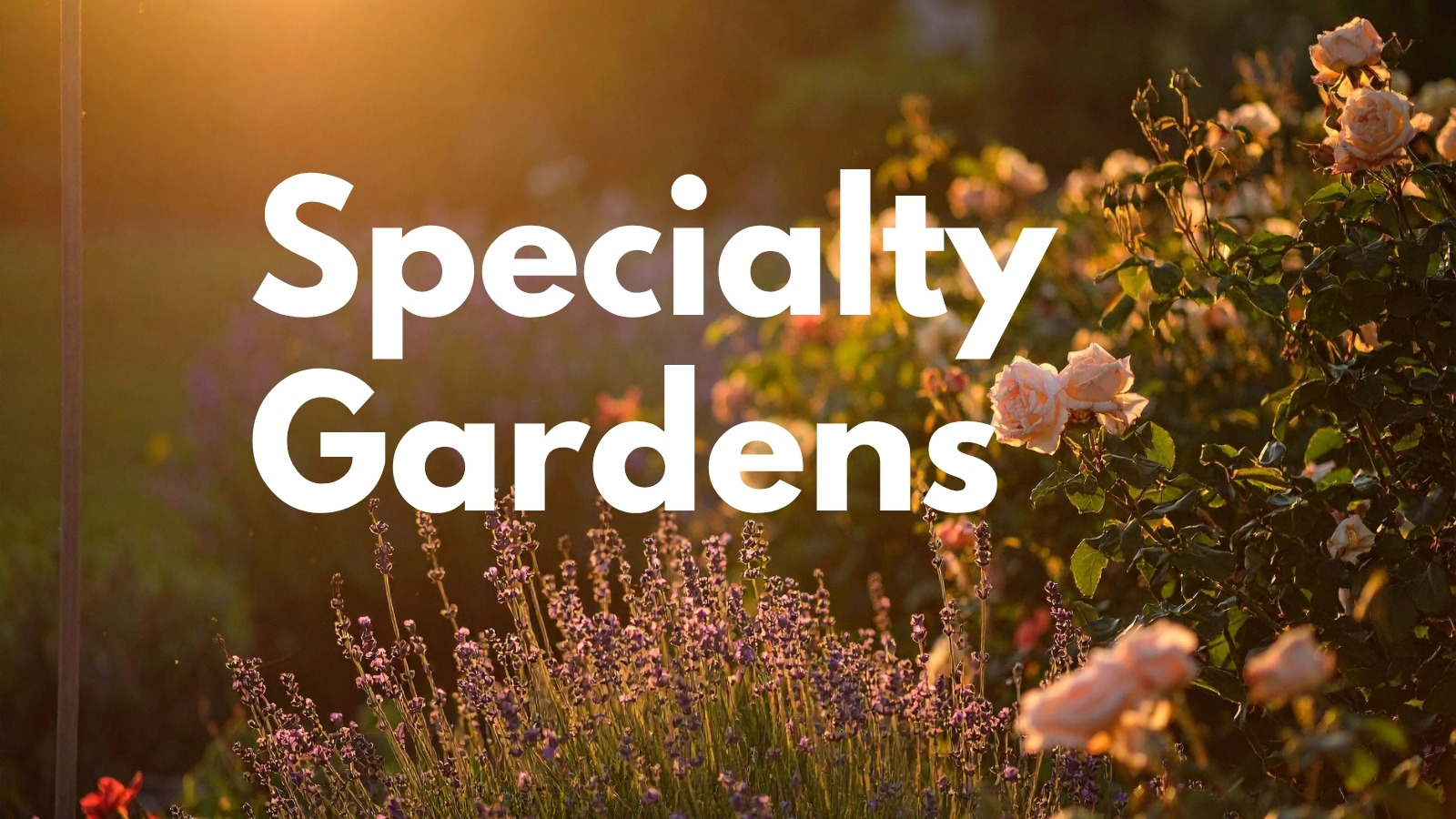 Specialty Gardens: Healing, Tea, and Edible Landscape Gardens program image