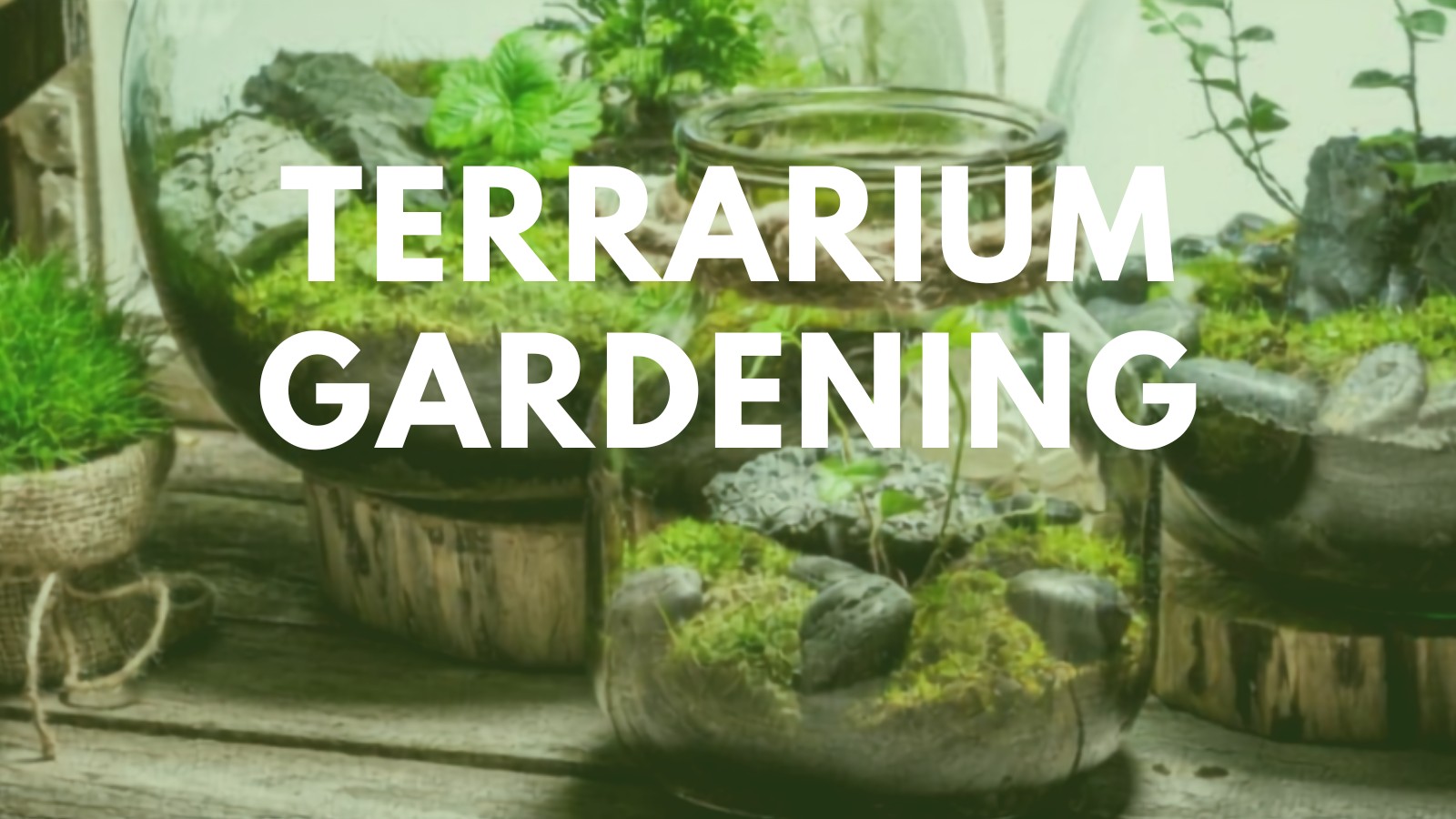 Terrarium Gardening program image